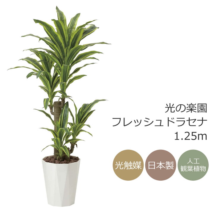 楽天市場】光触媒 人工観葉植物光の楽園 フレッシュドラセナ 高さ 1.25 