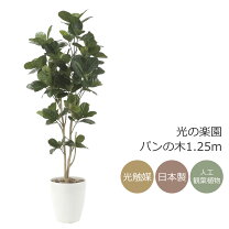 楽天市場】パンの木の通販