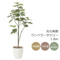 楽天市場】観葉植物 ウンベラータ 高さ180cmの通販