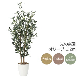 G} ̊y I[u1.2myCeA tFCNO[ lHϗtAz(869P260)ibsOsj