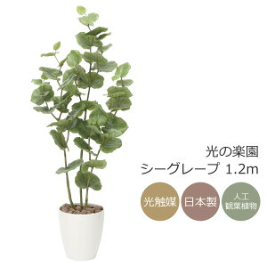 G} lHϗtÅy V[O[v  1.2mtFCNO[ CeA