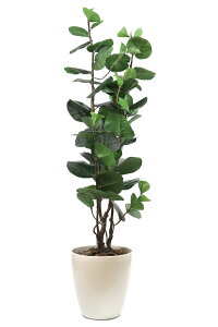 ̊y lHϗtA_̃O[010iV[O[vj 1.9m