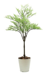 ̊y lHϗtA_̃O[021i˂ނ̖؁j 1.2m