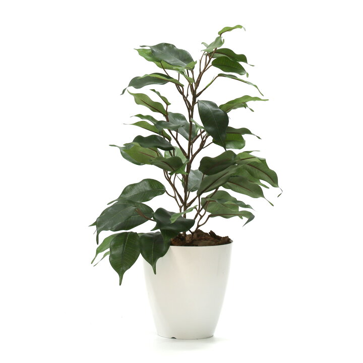 楽天市場 光の楽園 人工観葉植物一点ものグリーン035 ベンジャミン 高さ39cm 花と観葉植物の専門店 光の楽園