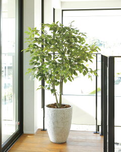 G} ̊y i`tBJXc[1.5yCeA tFCNO[ lHϗtAz(2424A590)ybsOsz