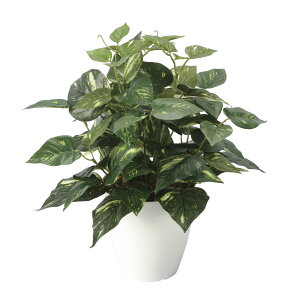 ���G�} ���̊y�� �|�g�XM�y�A�[�g�t�����[ ���ԁz(2705A50)