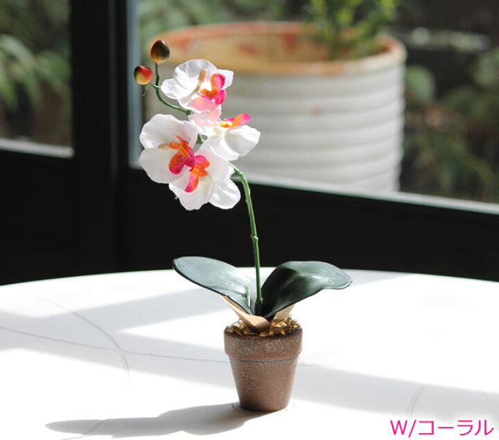 楽天市場】光触媒 光の楽園 ミニ胡蝶蘭S 選べる3色【アートフラワー 光触媒 造花 胡蝶蘭 人工観葉植物】 : 花と観葉植物の専門店 光の楽園 楽天市場】光触媒 光の楽園 ミニ胡蝶蘭S 選べる3色【アートフラワー 光触媒 造花 胡蝶蘭 人工観葉植物】 : 花と観葉植物の専門店 光の楽園