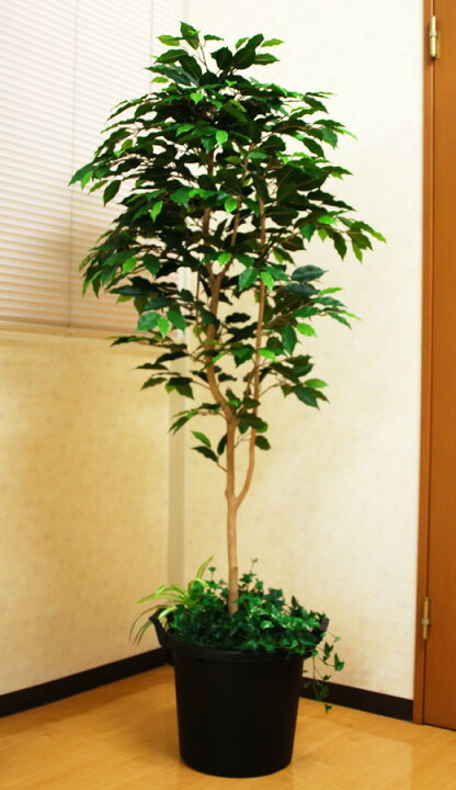 楽天市場】光触媒 人工観葉植物光の楽園 ベンジャミン1.6mフェイク 