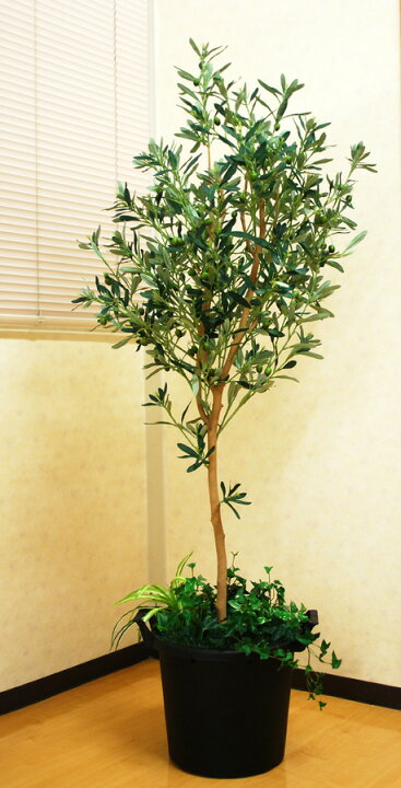 楽天市場】光触媒 人工観葉植物光の楽園 オリーブ1.6mフェイクグリーン 