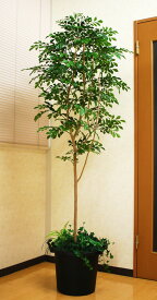 楽天市場 トネリコ 人工観葉植物の通販