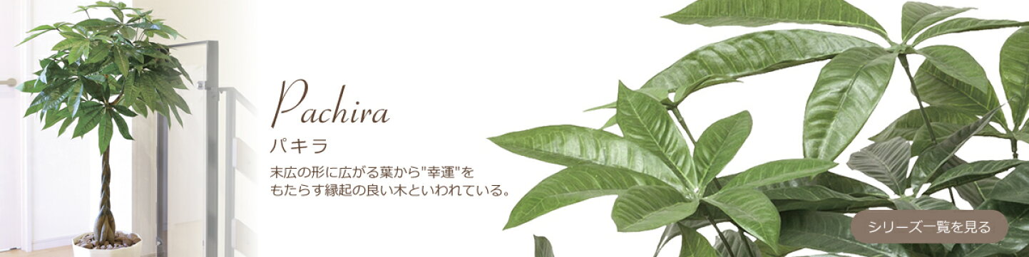楽天市場 | 花と観葉植物の専門店 光の楽園 - 光触媒観葉植物