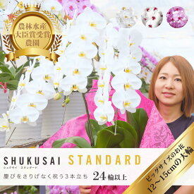 ＼選べる3色／ 胡蝶蘭 大輪 3本立ち 24輪以上（つぼみ込）開店祝い 就任祝い 移転 開業 プレゼント 生花 各種お祝いギフトやお供えに【北海道・沖縄・離島へのお届け不可】