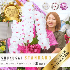 ＼選べる3色／ 胡蝶蘭 大輪 3本立ち 30輪以上（つぼみ込）開店祝い 就任祝い 移転 開業 プレゼント 生花 各種お祝いギフトやお供えに【北海道・沖縄・離島へのお届け不可】