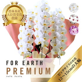 ＼超大輪／ 胡蝶蘭 定番の3本立ち 42輪以上（つぼみ込）開店 開業 移転 就任 生花 各種お祝いギフトやお供えに【北海道・沖縄・離島へのお届け不可】