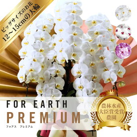 ＼超大輪／ 胡蝶蘭 定番5本立ち 70輪以上（つぼみ込）開店　開業 移転　就任　生花 各種お祝いギフトやお供えに【北海道・沖縄・離島へのお届け不可】