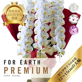 ＼超大輪／ 胡蝶蘭 大輪 定番3本立ち 48輪以上（つぼみ込）開店　開業 移転　就任　生花 各種お祝いギフトやお供えに【北海道・沖縄・離島へのお届け不可】