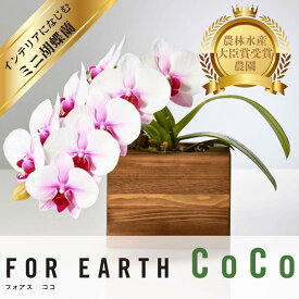 ＼幸せ呼び込む／ミニ胡蝶蘭 サクラヒメ 風水インテリア 生花 母の日 誕生日 ちょっとしたプレゼント、各種お祝いギフトに【北海道・沖縄・離島へのお届け不可】