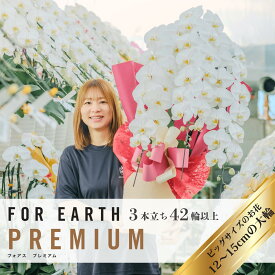 ＼無料回収でごみゼロ／ 胡蝶蘭 定番の3本立ち 42輪以上（つぼみ込）開店 開業 移転 就任 生花 各種お祝いギフトやお供えに【北海道・沖縄・離島へのお届け不可】