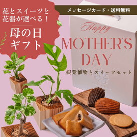 ＼母の日数量限定／ミニ観葉植物とスイーツセット GREEN CUBE SWEETS 土不使用の27種から選べるグリーンとスイーツのセット！ ヒカル・オーキッド