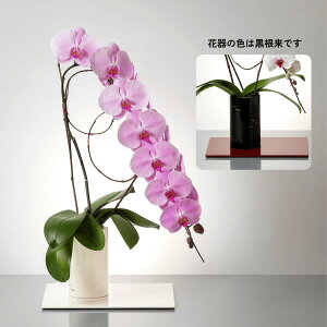 �y�a�����b�Z�[�W�J�[�h�����z�~�f�B�Ӓ��� 1�{���� 3�F����I�ׂ�ԂƉԊ� �I�B���ی`�Ԋ� ���� �v���[���g �M�t�g ���_���I���W�i��SDGs�Ӓ���