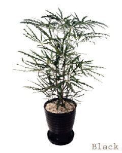 観葉植物 アラレアの人気商品 通販 価格比較 価格 Com