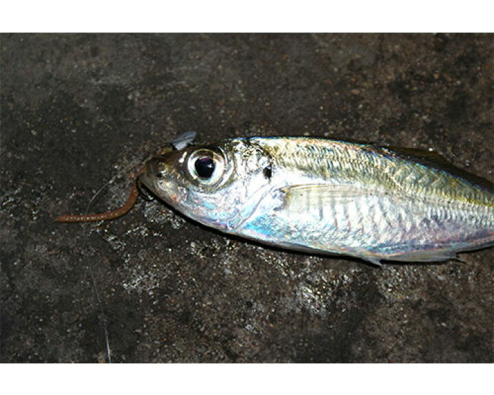 楽天市場 バークレイ ガルプ サンドワーム 4インチ イソメ 太身タイプ 10本入り ワーム Berkley Gulp Sw Sandworm ４inch Isome Fat Type Worm メール便ok 通販 釣り具 フィッシング ソフトルアー ワーム アジング キス 彦星フィッシング