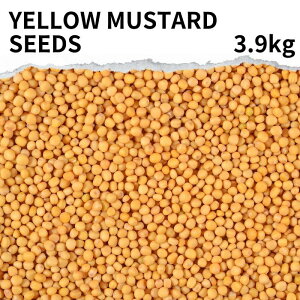 CG[}X^[hV[h Iׂ 100g ? yellow mustard seed }X^[h V[hJ[ J[ h n[u hCn[u  Ɩp CObV }X^[h {h[}X^[h fBW