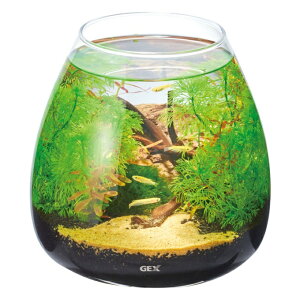 WFbNX GEX Mыpi OXANA eBA[ GEX1401 yԕiszyzzd