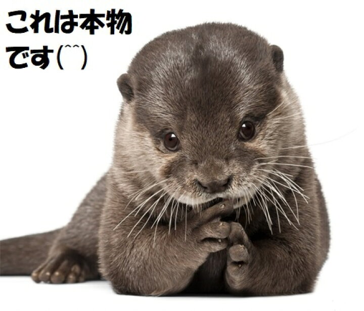 楽天市場 鳴く 動く カワウソ コツメちゃん ひまつぶし