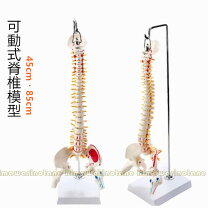 楽天市場】脊椎骨盤 模型の通販