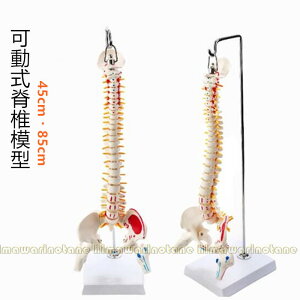 ҒŖ͌^ 45cm 85cm  ҒōՖ͌^ l̖͌^  zFҒ ҒŖ͌^ Ҋ֐ w @  X^ht