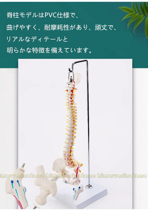 楽天市場】脊椎模型 45cm 85cm 可動式 脊椎骨盤模型 人体模型 実物大 