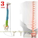 脊椎模型 色分け 45cm 85cm 可動式 脊椎骨盤模型 人体模型 実物大 配色脊柱 可動脊椎模型 股関節 主要筋 靭帯 神経 血…