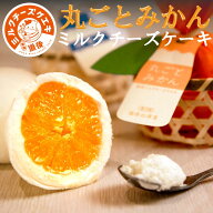 丸ごとみかんチーズケエキ10個セット ミルクチーズケーキ 道後ミルクチーズケエキ ケーキ 冷凍 個包装 お…