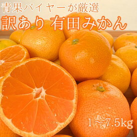 青果店厳選 和歌山県産 訳あり有田みかん 送料無料 青果市場直卸 キズあり 訳あり 不揃い 規格外 美味しい まとめ買い 家庭用
