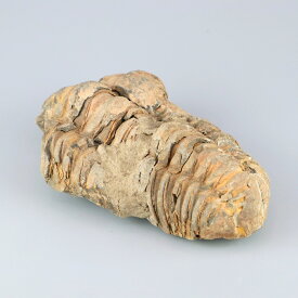 【一点物】三葉虫の化石（フレキシカリメネ）/モロッコ産