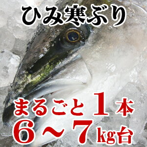 楽天市場 ひみ寒ぶり 氷見の鮮魚 角安商店
