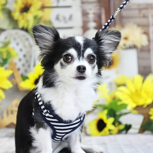 _ Gg[ōő10{{ɂ400~N[| ^y3S n[lX [hzy [ zjbg{[_[SH[h Rbg lCr[ bh (L ^   쐻쏊)