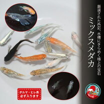 楽天市場】ダルマ メダカ（熱帯魚・アクアリウム｜ペット・ペット 