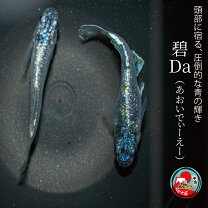 楽天市場】淡水エイ 生体（熱帯魚・アクアリウム｜ペット・ペット 