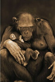 母性 チンパンジーの親子 ポスター 軽量アルミ製フィットフレーム付 91.5×61cm