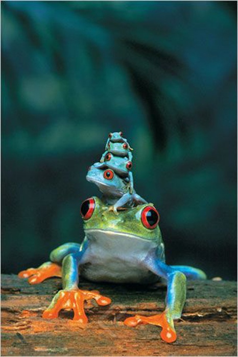 楽天市場】カエルのピラミッド 蛙ポスター 軽量スタイリッシュアルミ製