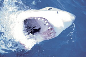 �z�I�W���U�� �|�X�^�[ �y�ʃA���~���t�B�b�g�t�� �[���t Great White Shark 91.5×61cm