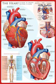 心臓の仕組み ポスター 木製アートフレーム付
