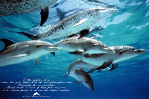 tYIu} |X^[ t[(z)Ȃ 91×61cm