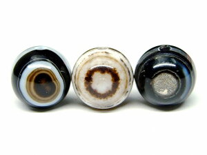 66417A@@̔z 킯 V 8mm 1 _̊ lR|X `xbgY VR p[Xg[