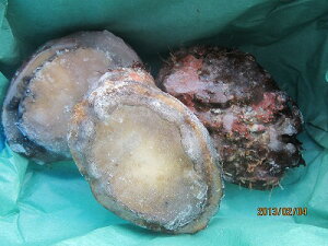 Ar VRсyⓀAr 130gO3z u݁v@VRAr ArⓀ kCY їⓀij G]ArvԌ ̓ ̓  Ε Mtg