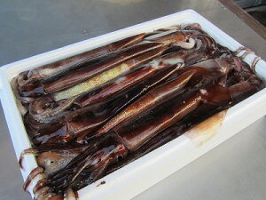 CJ  uCJTVv yXCJ 1t250gO-20tzu݁vl芈 X  CJh Ε  Mtg