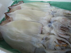 CJ  XCJ y銱 23 6zu݁v J Ԍ ̓ ̓  Ε  Mtg