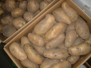 Ⴊ@[NC@VWKC@kCY 10kgO(M-2L)EkCEu݁v